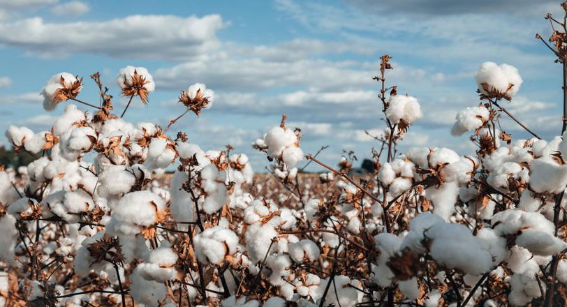 Olam Agri - Cotton